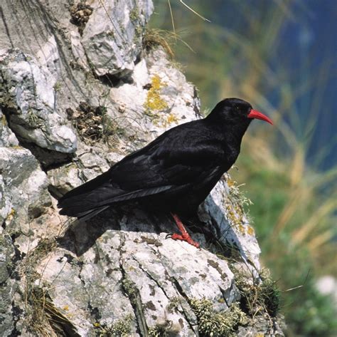 Chough - BirdWatch Ireland