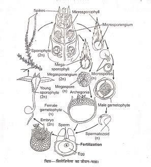 Selaginella Life Cycle Bsc Botany Notes Question Answer