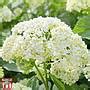 Hydrangea Arborescens Annabelle Plants Thompson Morgan