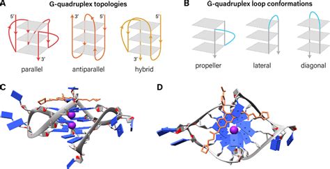 G Quadruplex Topologies Loop Conformations And Example Ligand Binding