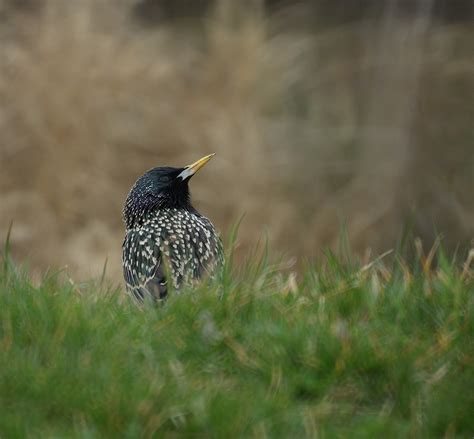 Spreeuwen Vliegen Extreem Vroeg Uit Vroege Vogels Bnnvara