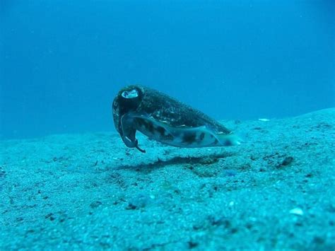 Premium AI Image | marine life