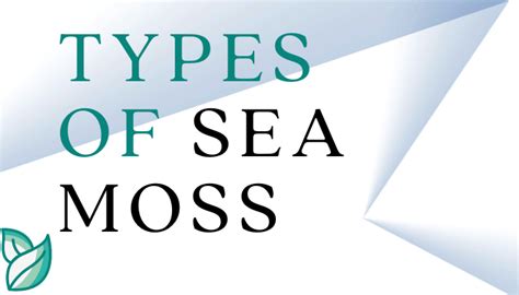 Types Of Sea Moss And How To Use Them Nature Vice