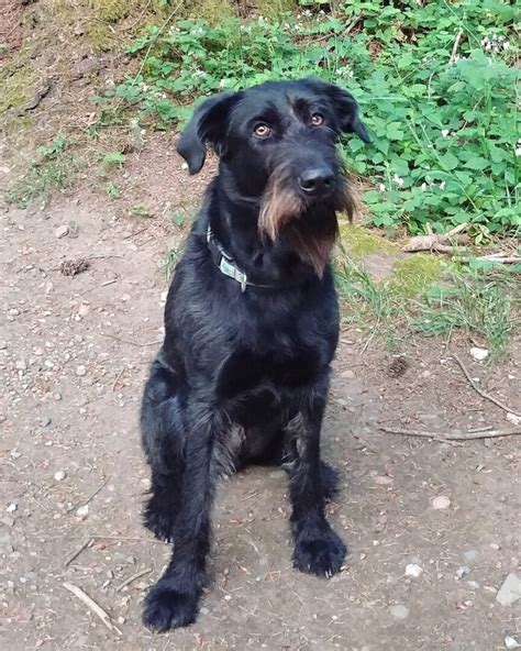 German Shepherd Goldendoodle Mix: Info, Pictures, Facts, FAQs & More