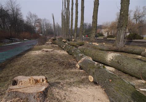 Wycinka W Parku L Skim Usuni Tych Zostanie Prawie Drzew Ale B D