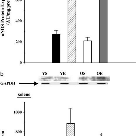 A Neuronal Nitric Oxide Synthase NNOS Protein Expression In The