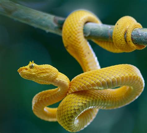 Eyelash Viper Venom