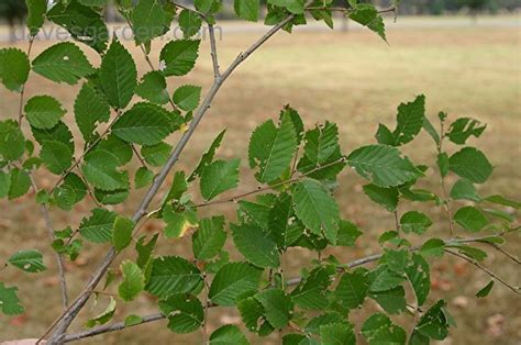 Plantfiles Pictures Water Elm Planera Aquatica By Melody