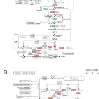 The KEGG Pathway Of Glycolysis A And TCA Cycle B The Colored Boxes