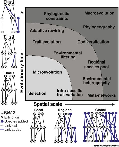 The Role Of Evolution In Shaping Ecological Networks Trends In Ecology