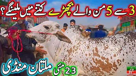 Today New Multan Cow Mandi Fresh Latest Update 23 05 2024 Cow Mandi