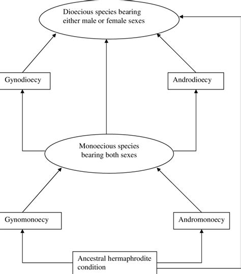 Possible Evolution Of Floral Sexes In Commiphora Species Note That