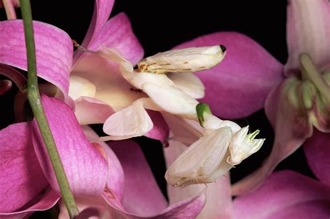 Orchid Mantis Hymenopus Coronatus Photograph By Michael And Patricia Fogden