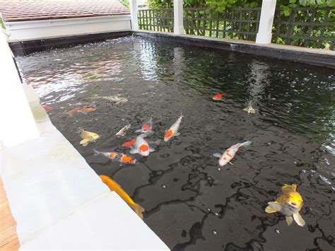 Alternative Eden Exotic Garden: The Big Koi Pond Reveal