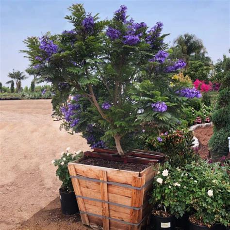 Bonsai Blue Jacaranda Jacaranda Mimosifolia Growing Guide