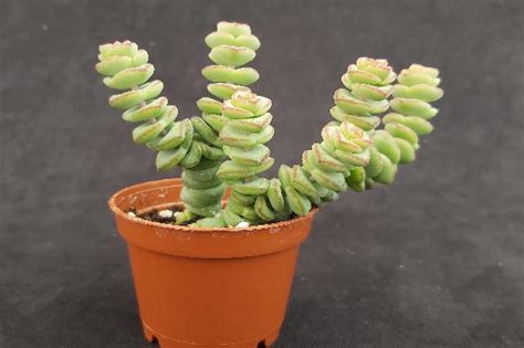 Crassula Marnieriana Hottentot Variegata Rare Variegated Off