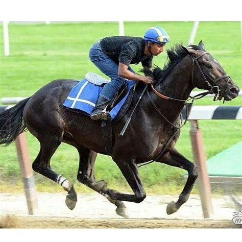 Cozmic One Horses Riding Helmets Horse Racing