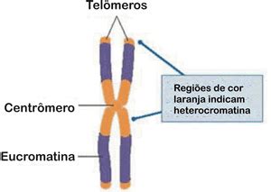 Controle do Ciclo Celular - Só Biologia