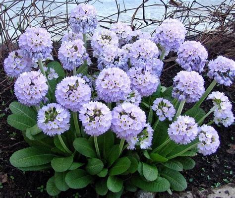 Примула многолетняя: посадка, уход, разведение и описание с фото