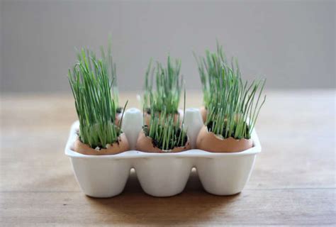 Diy Grow Your Own Wheat Grass Eggs Gardenista