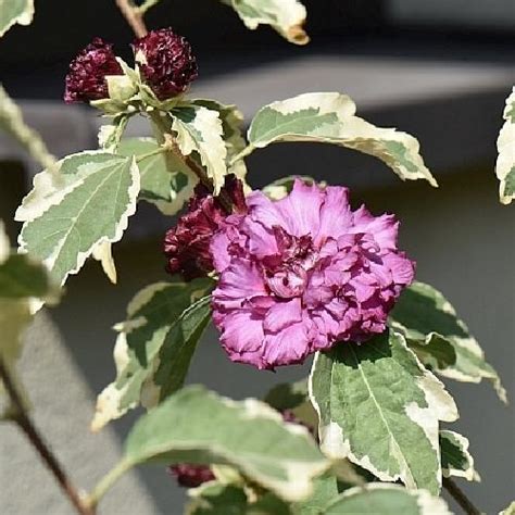 Саженцы гибискус сирийский Пурпуреус Вариегатус (Purpureus variegatus)