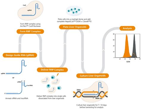 Protocol On Crispr Cas Genome Editing Of Human Liver Organoids