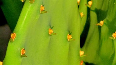 Fotos gratis naturaleza espinoso cactus hoja flor pétalo