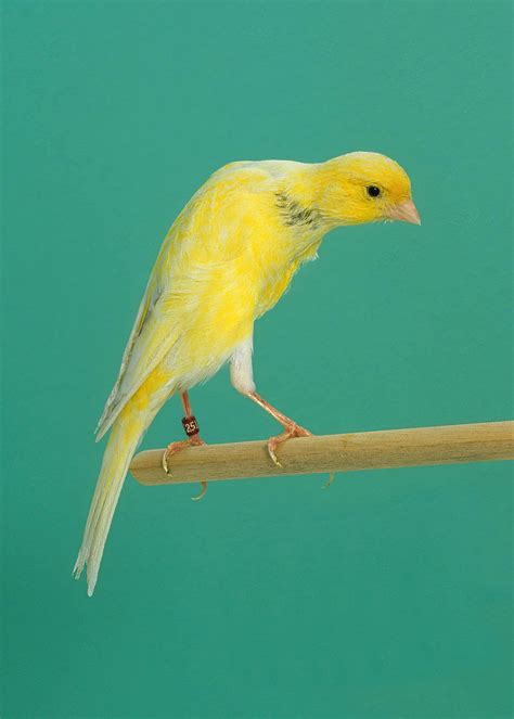 frilled canary