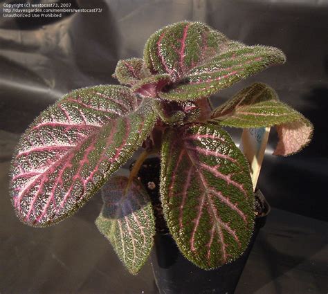 Plantfiles Pictures Episcia Flame Violet Kee Wee Episcia By Va