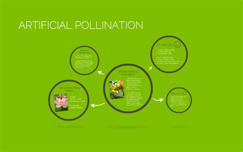 ARTIFICIAL POLLINATION by natalie slade on Prezi