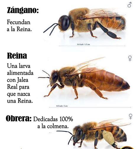 La Abeja Obrera Todas Caracter Sticas Y Curiosidades