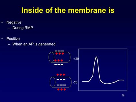 Resting Membrane Potential And Action Potential Ppt Free Download