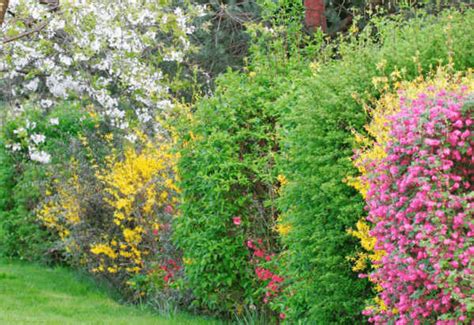 12 Beautiful Flowering Shrubs For Making Colorful Privacy Hedges