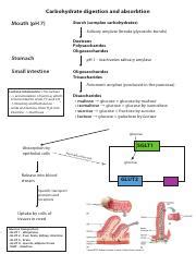 Q A Digestion And Absorption Pdf Carbohydrate Digestion And