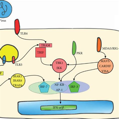 Induction Of IFN I By Influenza Virus PRRs Involved In Viral