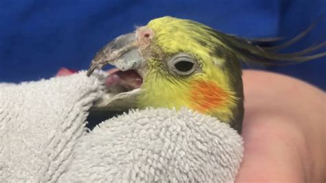 Aged Cockatiel Getting A Beak And Nail Trim Again Youtube