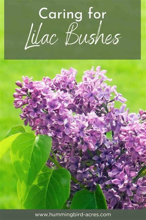 Caring for your lilac bush – Artofit