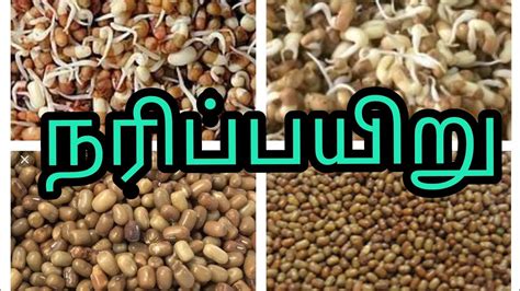 Naripairu Mothbean நரிப்பயறு பயன்கள் Moth Bean Benifits Pasumai