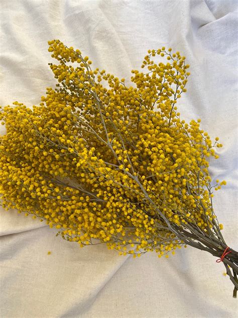 Dried Mimosa Flower Bouquet : Golden Yellow Acacia Flowers | Etsy