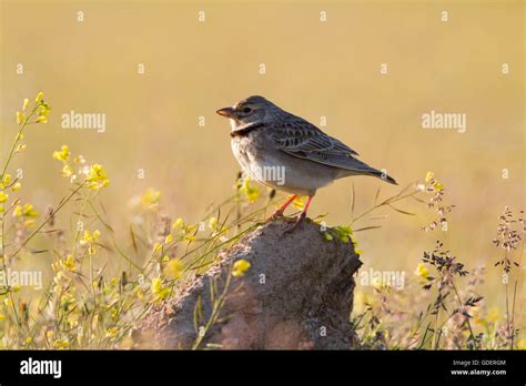 Calandra Larkextremadura Spain Melanocorypha Calandra Stock Photo