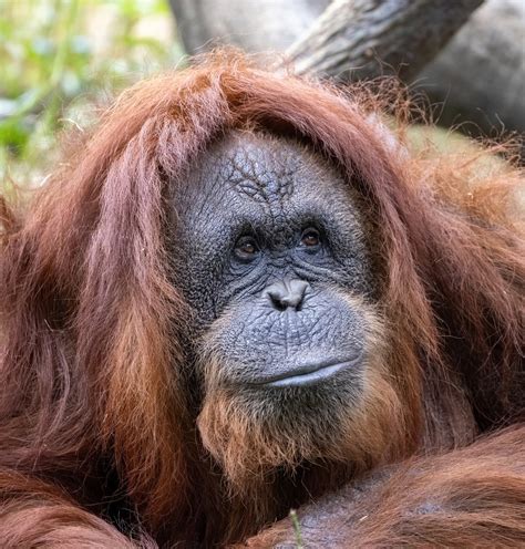 Sumatran Orangutan Conservation Programme (SOCP) - Greeting from Brenda