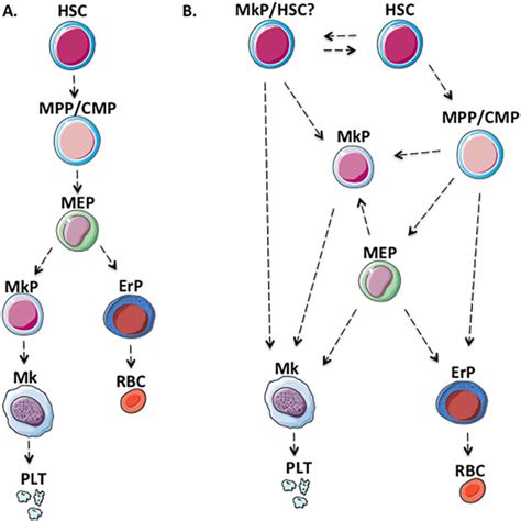 Concise Review Bipotent Megakaryocyticerythroid Progenitors Concepts