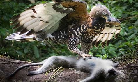 endangered monkey eating eagle hatched  philippines  daily
