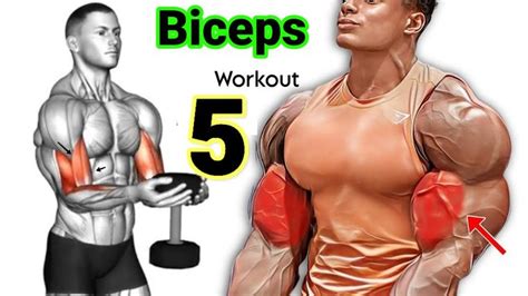 How To Build Your Biceps Workout Fast Exercises In Biceps