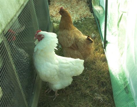 Introducing New Chickens To The Flock Chicken Coop Chickens Coops