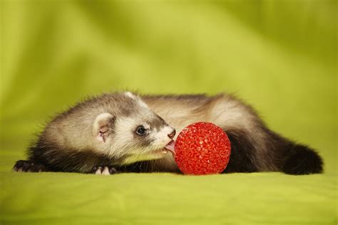 Can Ferrets Eat Cereal? - Pet Food Guide