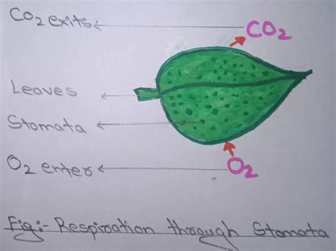 Respiration In Plants Class 7 Biology Lesson Respiration In Organisms