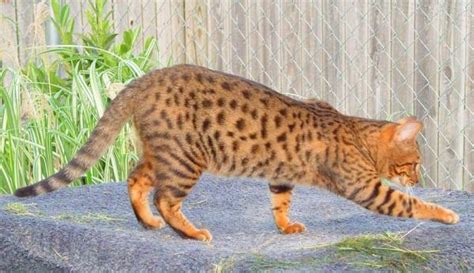 8 Domestic Cat Breeds That Look Like Tigers With Pictures