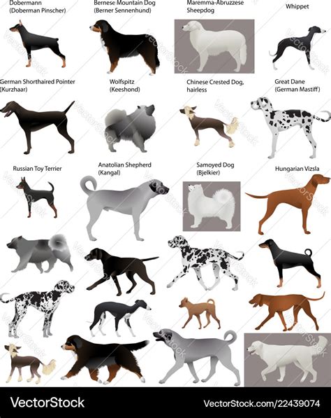 Collection of different breeds of dogs Royalty Free Vector