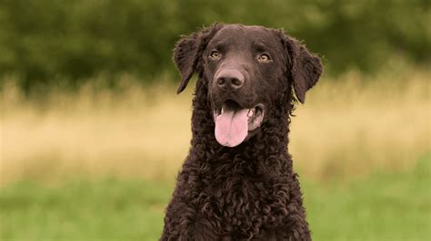 Curly-Coated Retriever Price Guide